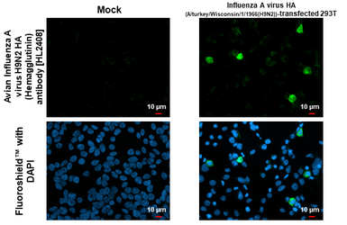 Anti-Avian Influenza A virus H9N2 HA (Hemagglutinin) antibody [HL2408] used in Immunocytochemistry/ Immunofluorescence (ICC/IF). GTX638625